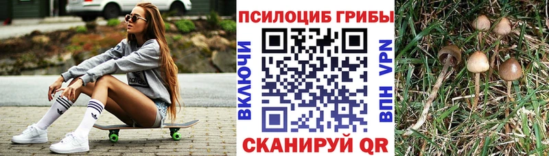 Галлюциногенные грибы Psilocybe  Нововоронеж 